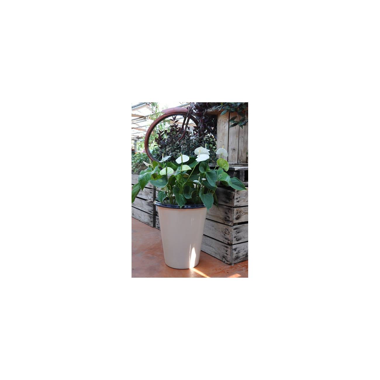 Pot en terre cuite forme cuvier en V large rebord Baobab noir et blanc Yin Yang