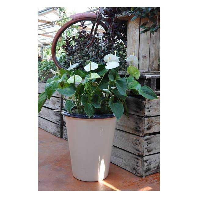 Pot en terre cuite forme cuvier en V large rebord Baobab noir et blanc Yin Yang