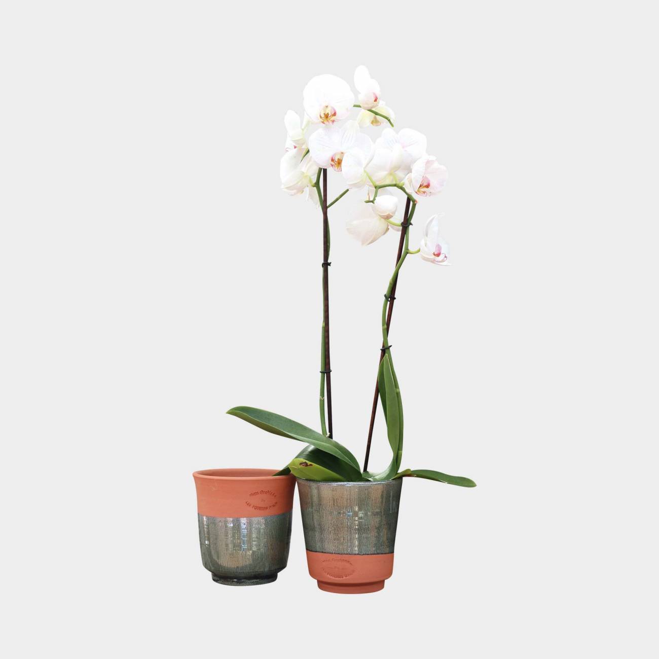 Pot ou cache-pot droit coloré pour Orchidées Terracotta