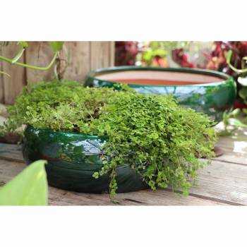 Coupe vasque lisse Plume Vert Jade