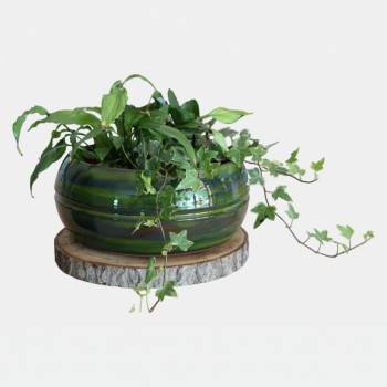Pot bas et large forme de coupe ou vasque ronde Mélilo Forêt