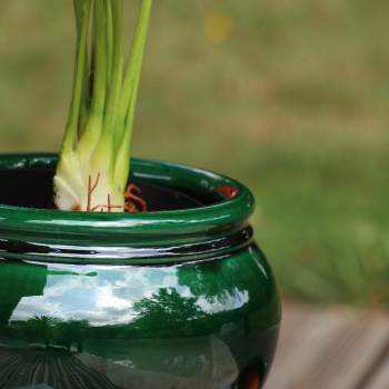 Pot rond avec liseré Bouton de Rose vert Jade