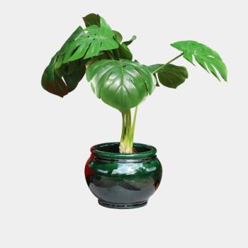 Pot rond avec liseré Bouton de Rose vert Jade