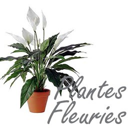 Plantes Fleuries