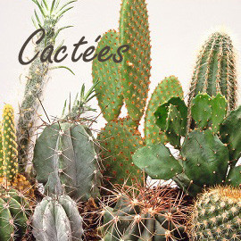 Cactées