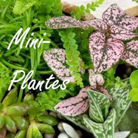 Mini Plantes