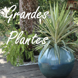 Grandes Plantes