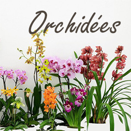 Orchidées