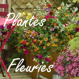 Plantes Fleuries