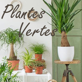 Plantes Vertes