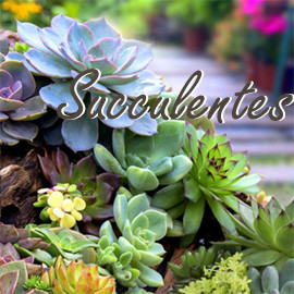 Succulentes