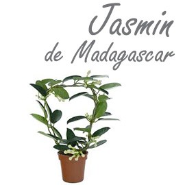 Jasmin de Madagascar