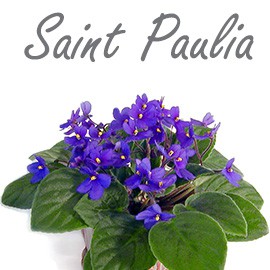 Saint paulia