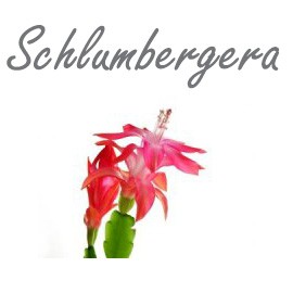 Schlumbergera