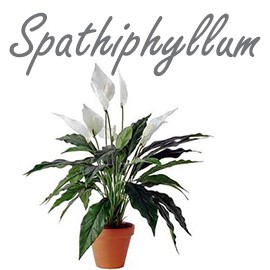 Spathiphyllum