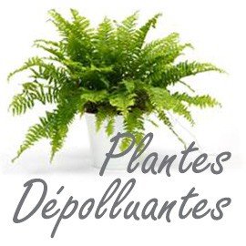 Plantes Dépolluantes
