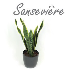 Sansevière