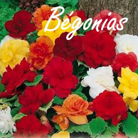 Bégonias