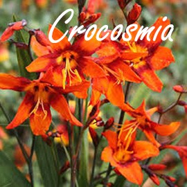 Crocosmia