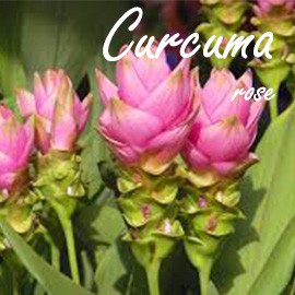 Curcuma rose