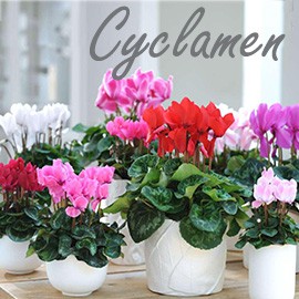 Cyclamen