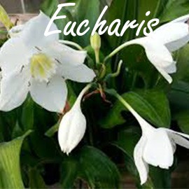 Eucharis