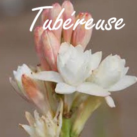 Tubéreuse