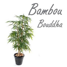 Bambou Bouddha