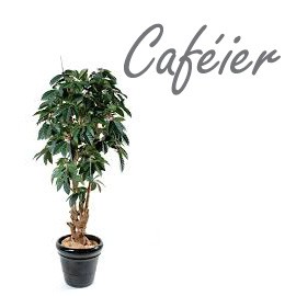 Caféier
