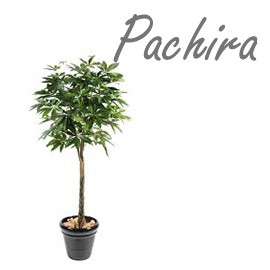 Pachira