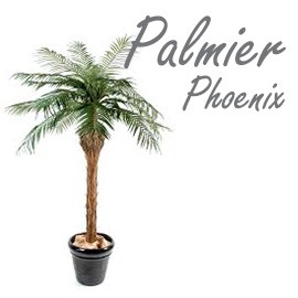 Palmier Phoenix