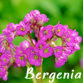 Bergenia