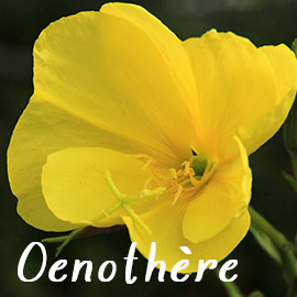 Oenothère