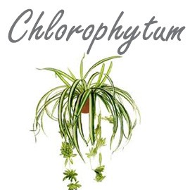 Chlorophutum
