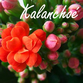 Kalanchoé