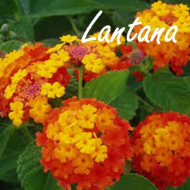 Lantana