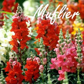 Muflier