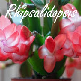 Rhipsalidopsis