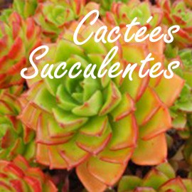 Cactées Succulentes
