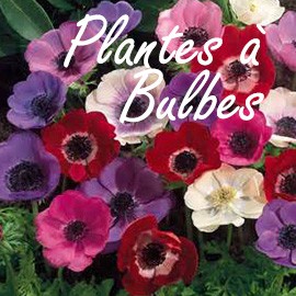 Plantes à Bulbes