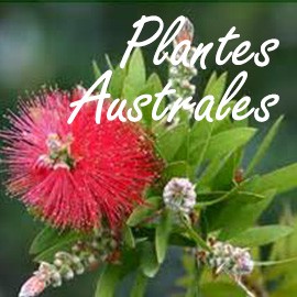 Plantes Australes