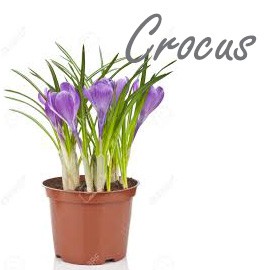 crocus