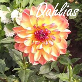 Dahlias