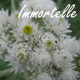 Immortelle