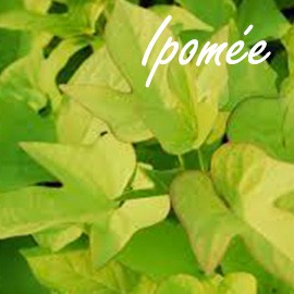 Ipomée