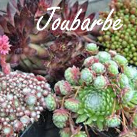 Joubarbe