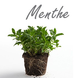 Menthe