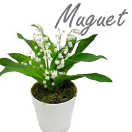 Muguet