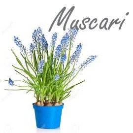 Muscari