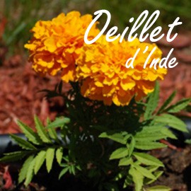 illet d'Inde